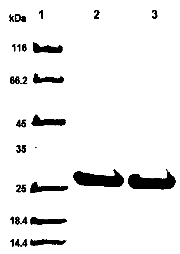 Method for preparing isoniazid nicotinamide adenine dinucleotide by synthetic biology