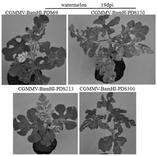 A gene silencing vector induced by cucumber green mottle mosaic virus and its construction method and application