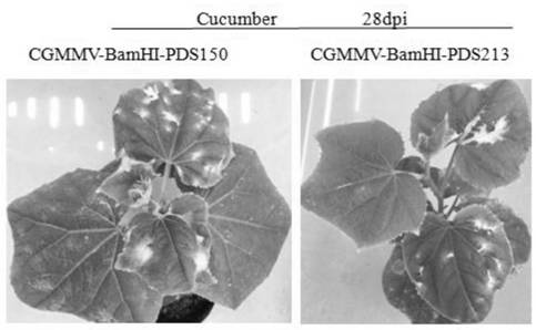 A gene silencing vector induced by cucumber green mottle mosaic virus and its construction method and application