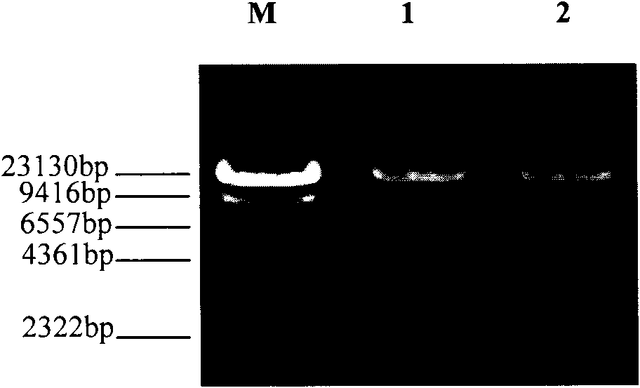 Kit and method for extracting DNA from micro samples