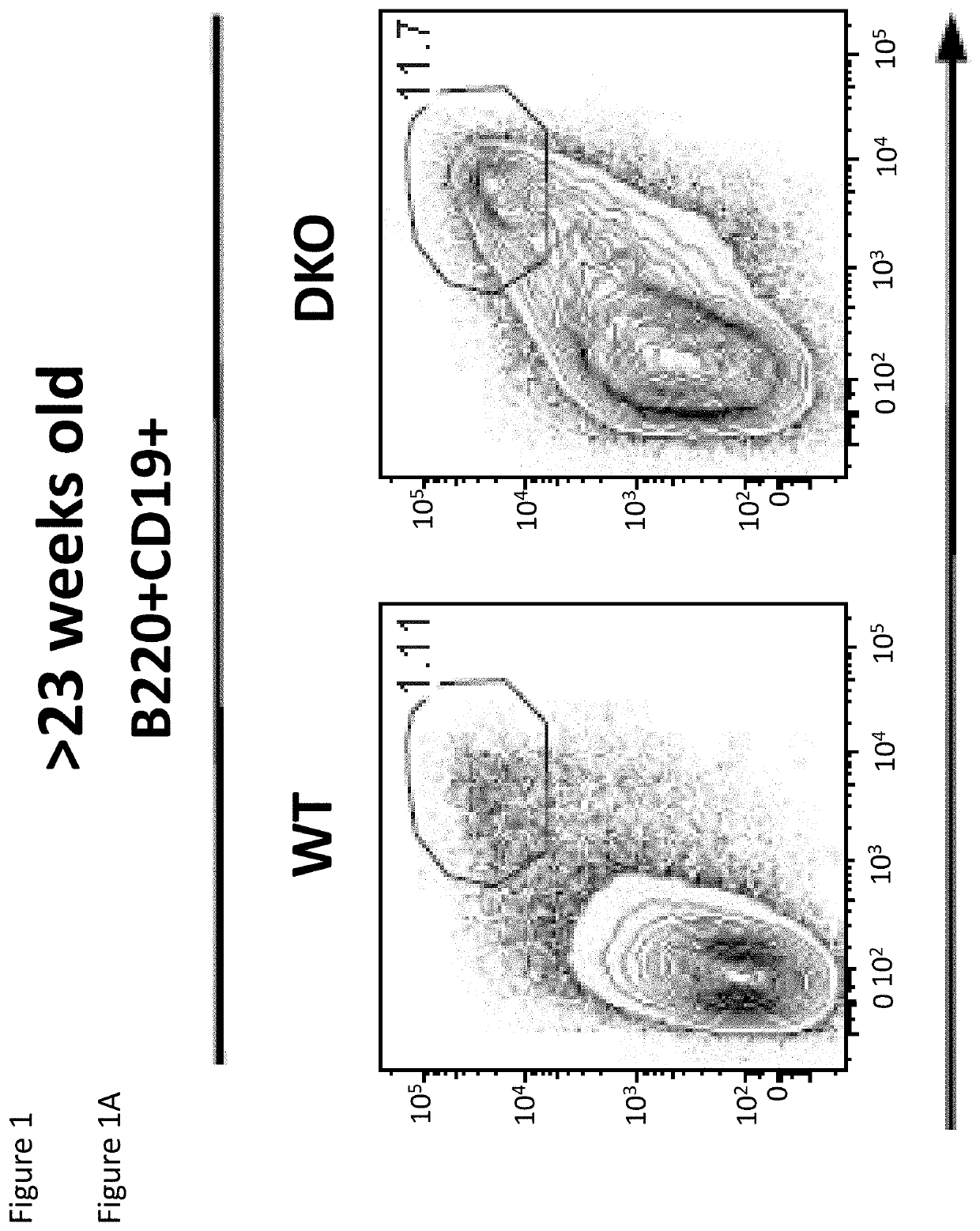 Inhibition of expansion and function of pathogenic age-associated b cells and use for the prevention and treatment of autoimmune disease