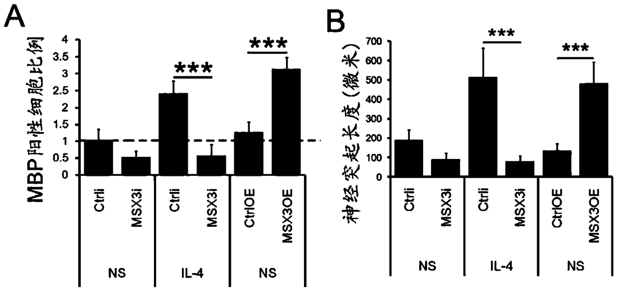 Msx3 gene-specific method for inducing selective polarization of microglial cells and its application