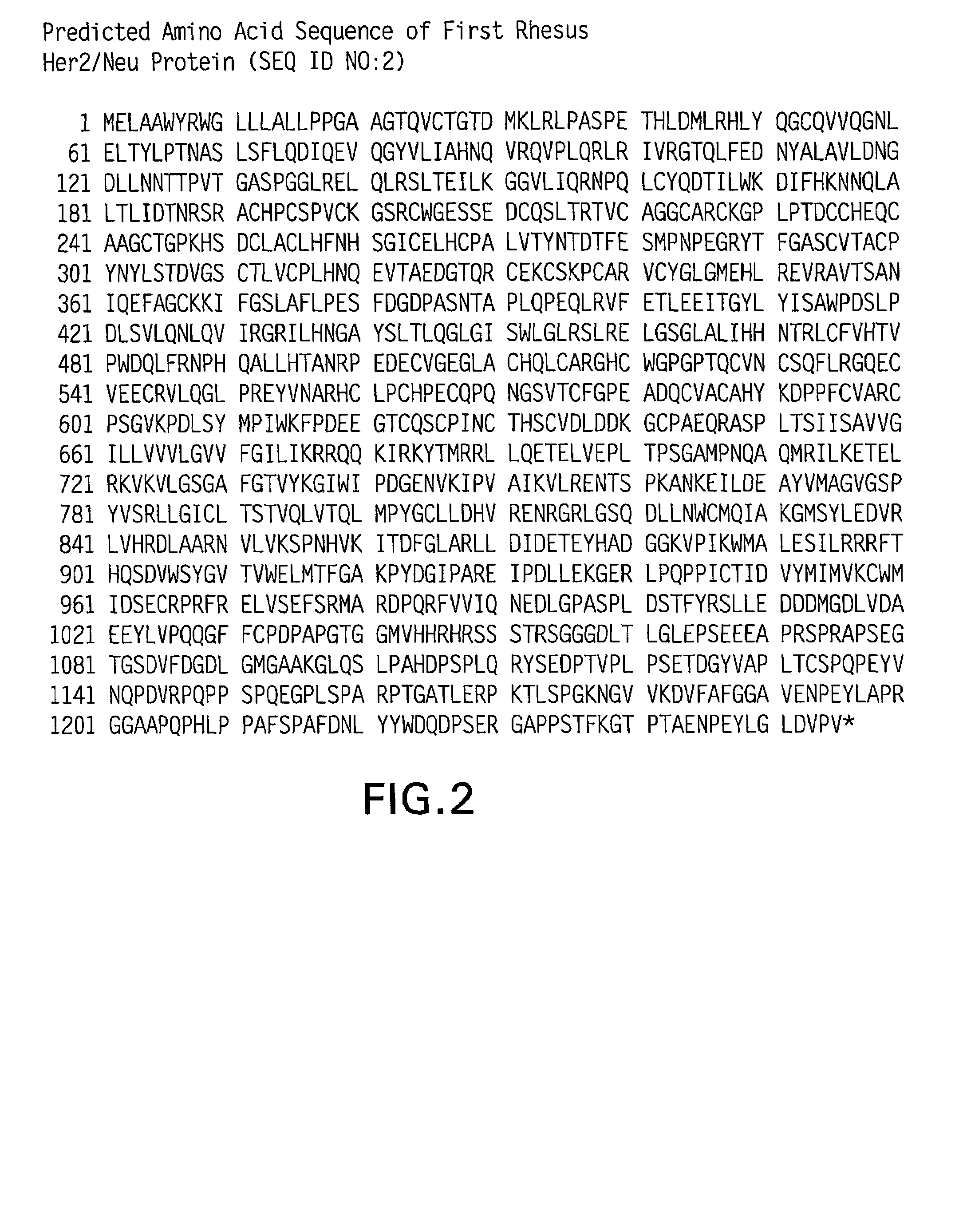 Rhesus HER2/neu, nucleotides encoding same, and uses thereof