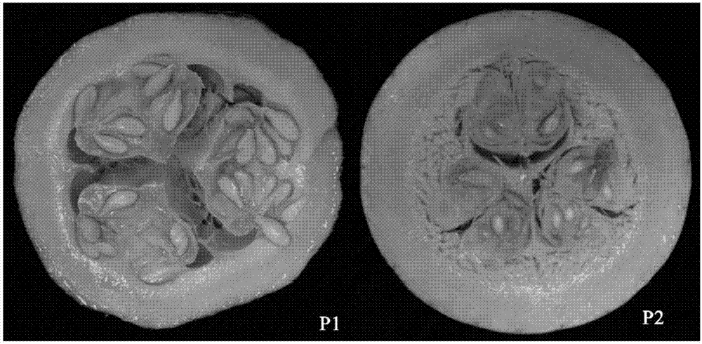 SNP (single nucleotide polymorphism) molecular markers closely linked to pumpkin lutein content major QTL (quantitative trait loci) and application of SNP molecular markers