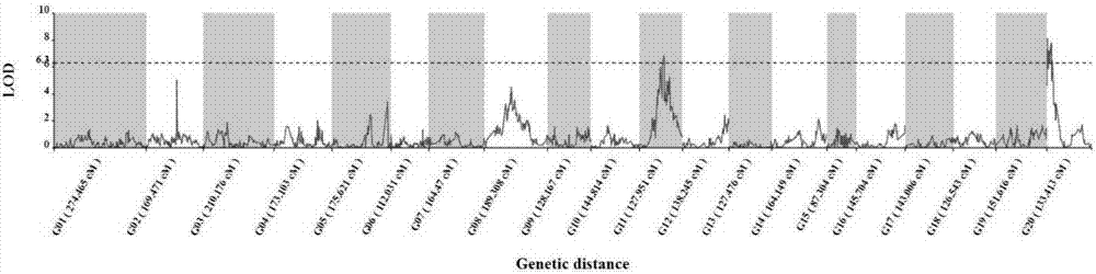 SNP (single nucleotide polymorphism) molecular markers closely linked to pumpkin lutein content major QTL (quantitative trait loci) and application of SNP molecular markers