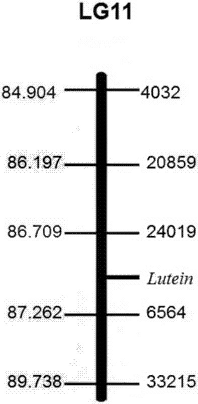 SNP (single nucleotide polymorphism) molecular markers closely linked to pumpkin lutein content major QTL (quantitative trait loci) and application of SNP molecular markers