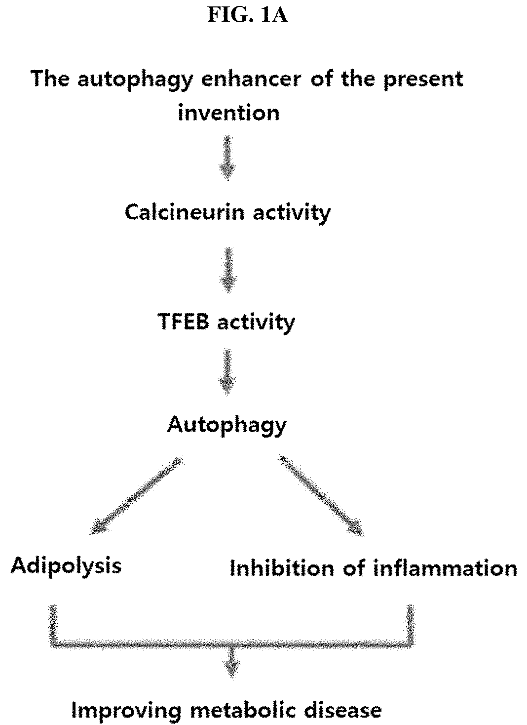 Autophagy enhancer and use thereof