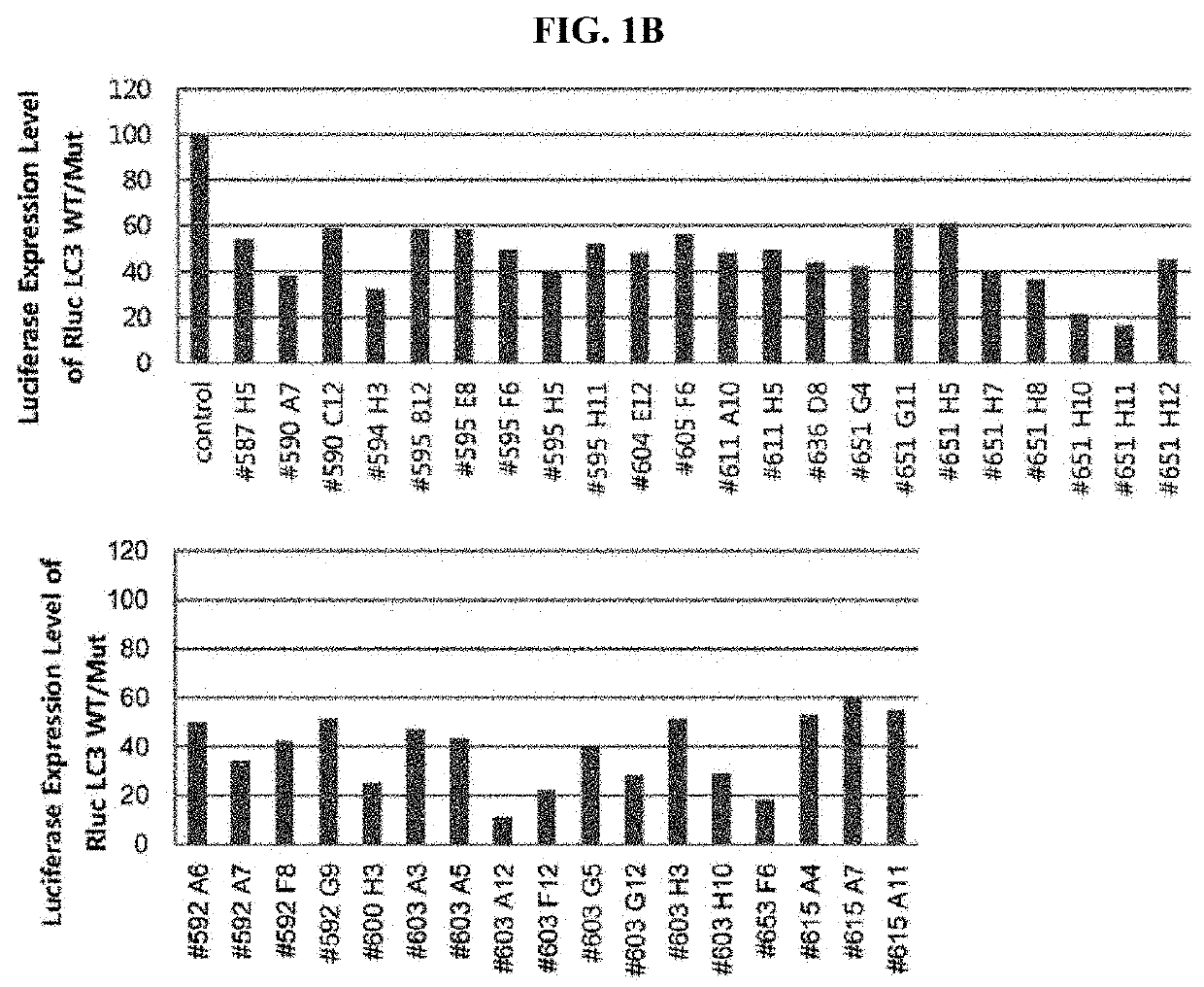 Autophagy enhancer and use thereof