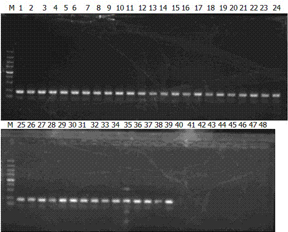 Primer pair for detecting listeria monocytogenes and method for detecting listeria monocytogenes