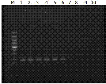 Primer pair for detecting listeria monocytogenes and method for detecting listeria monocytogenes