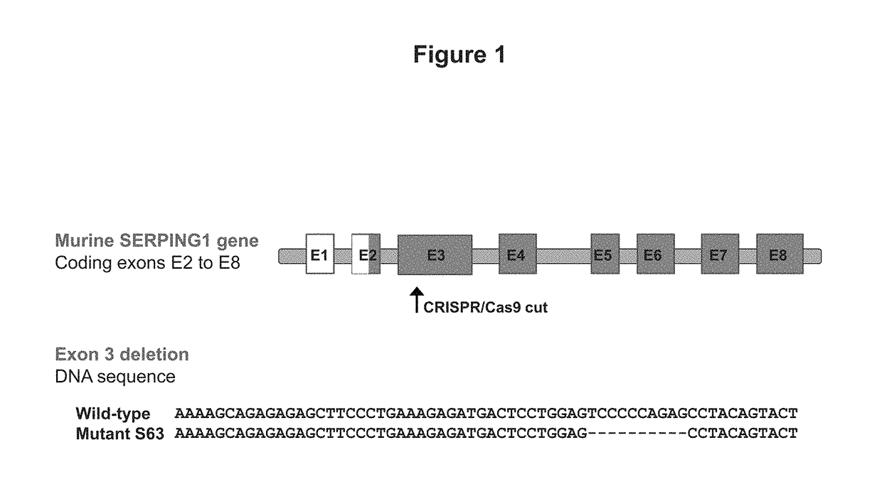 Adeno-associated virus mediated delivery of C1E1 as a therapy for angioedema