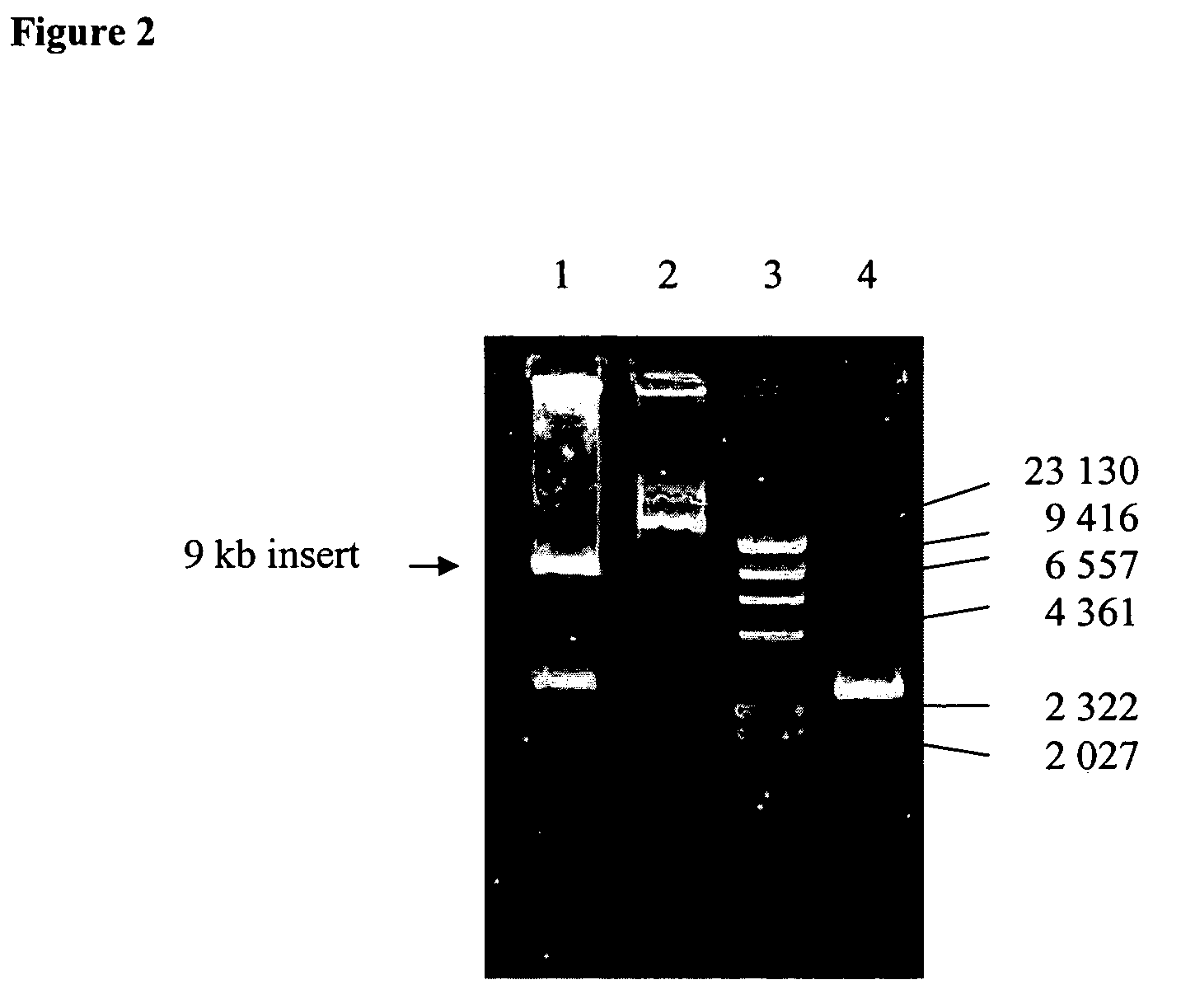 Novel lipase gene from Bacillus sphaericus 205y.