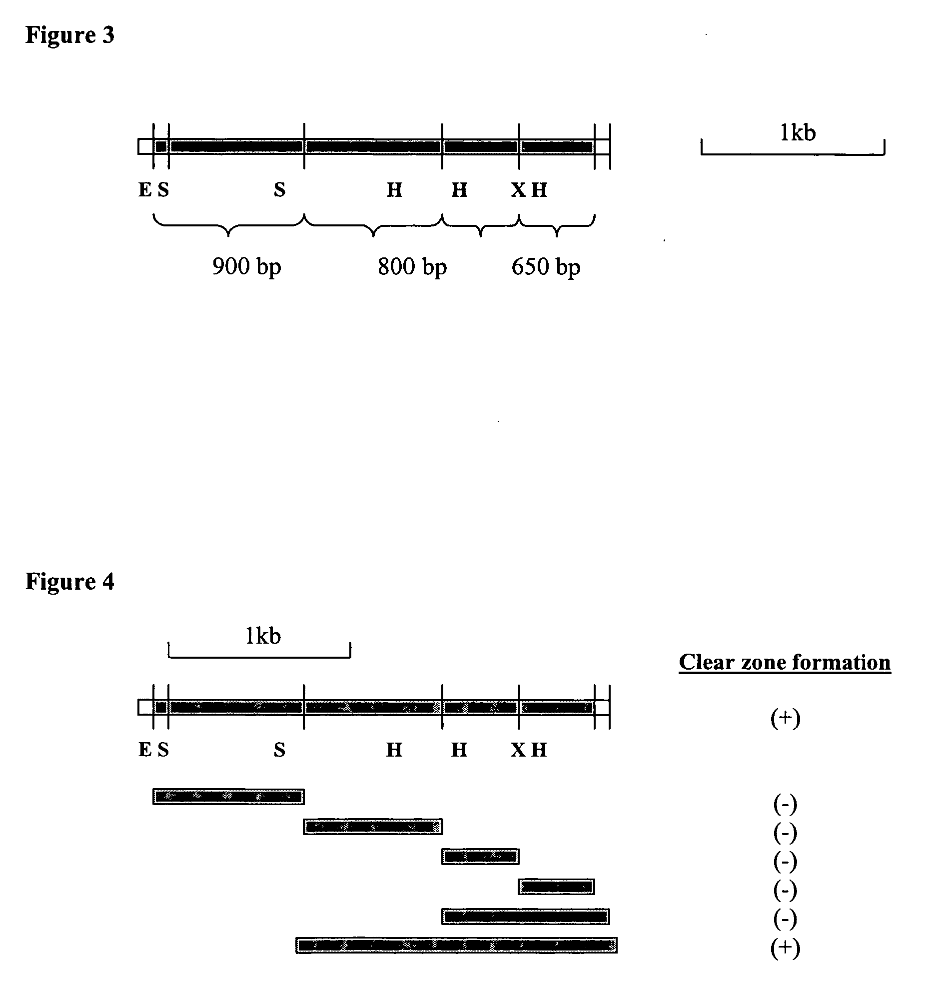 Novel lipase gene from Bacillus sphaericus 205y.