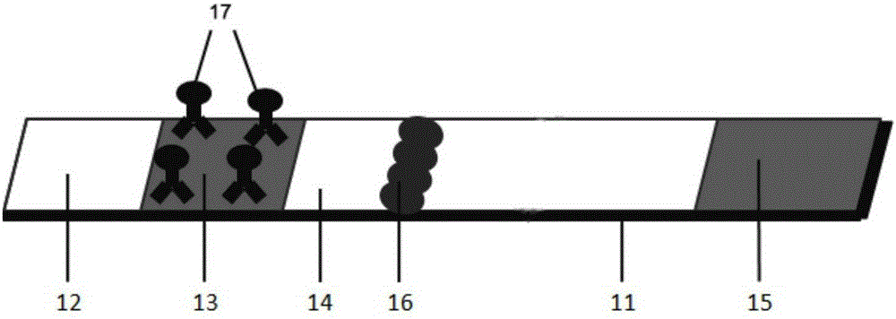 Surface enhanced Raman scattering immunochromatography test paper strip and preparation method and application