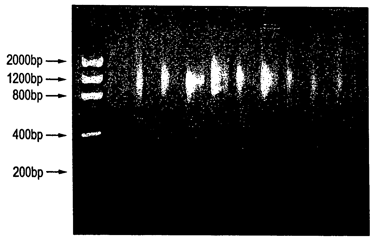 Method for rapid amplification of DNA