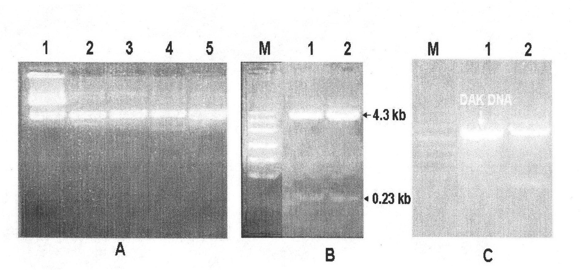 Prokaryotic expression vector of dihydroxyacetone kinase and construction method and applications thereof