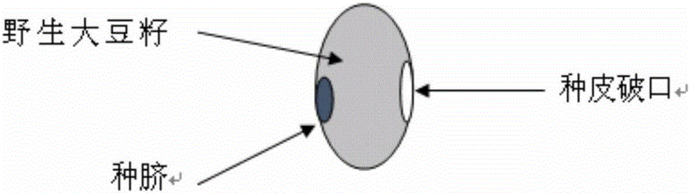 Method for breeding glyphosate-resistant/tolerant novel germplasm by utilizing wild soybeans