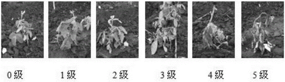 Method for breeding glyphosate-resistant/tolerant novel germplasm by utilizing wild soybeans