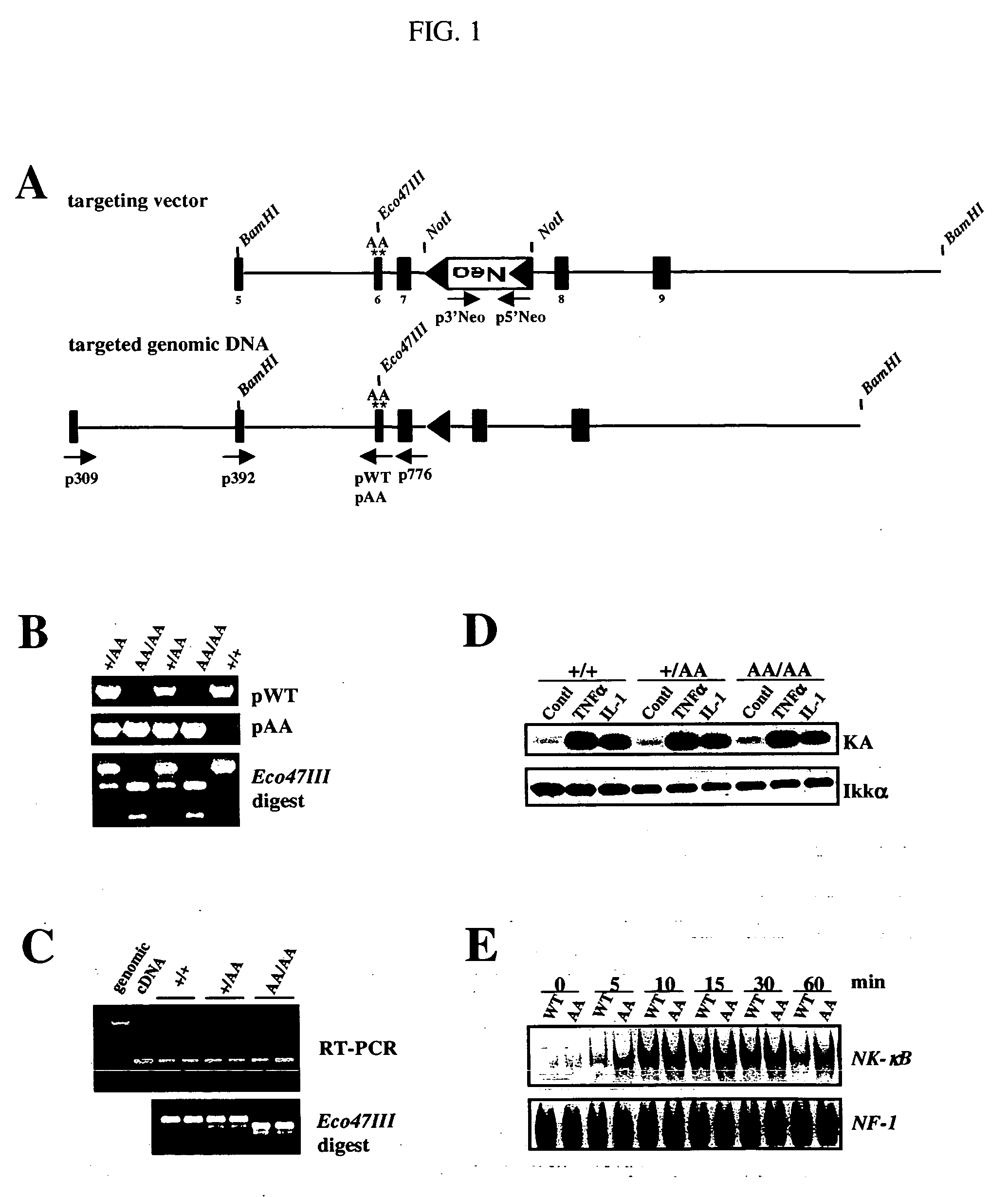 Compositions and methods for the suppression of mammary epithelial cell proliferation