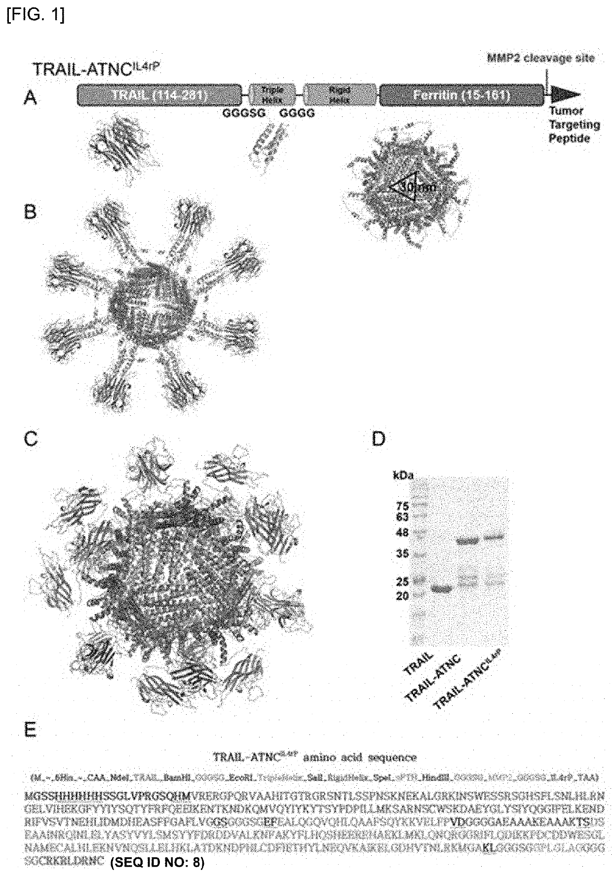 Ferritin nanocage for multi-displaying trail trimer and cancer-targeting peptide and use thereof as anticancer agent