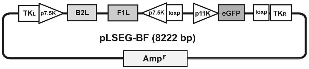 Recombinant goatpox virus capable of carrying out coexpression on orf virus B2L and F1L protein