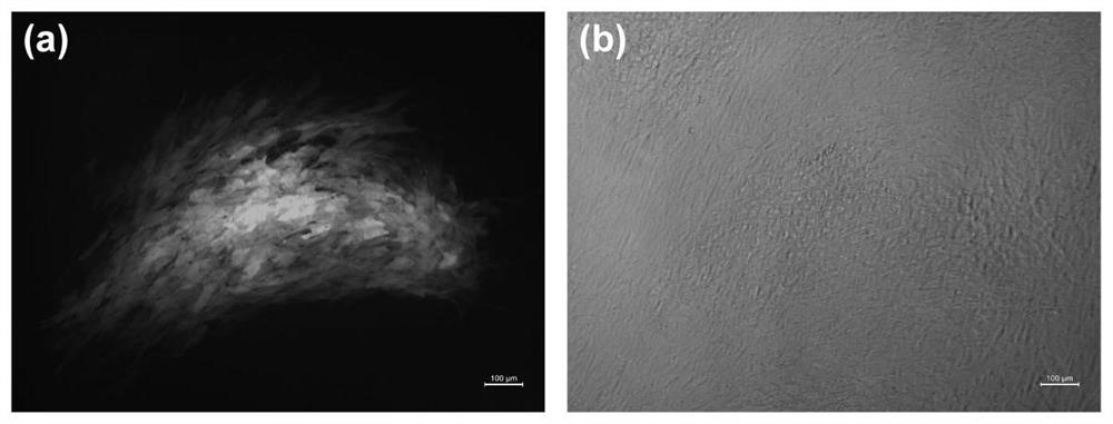 Recombinant goatpox virus capable of carrying out coexpression on orf virus B2L and F1L protein