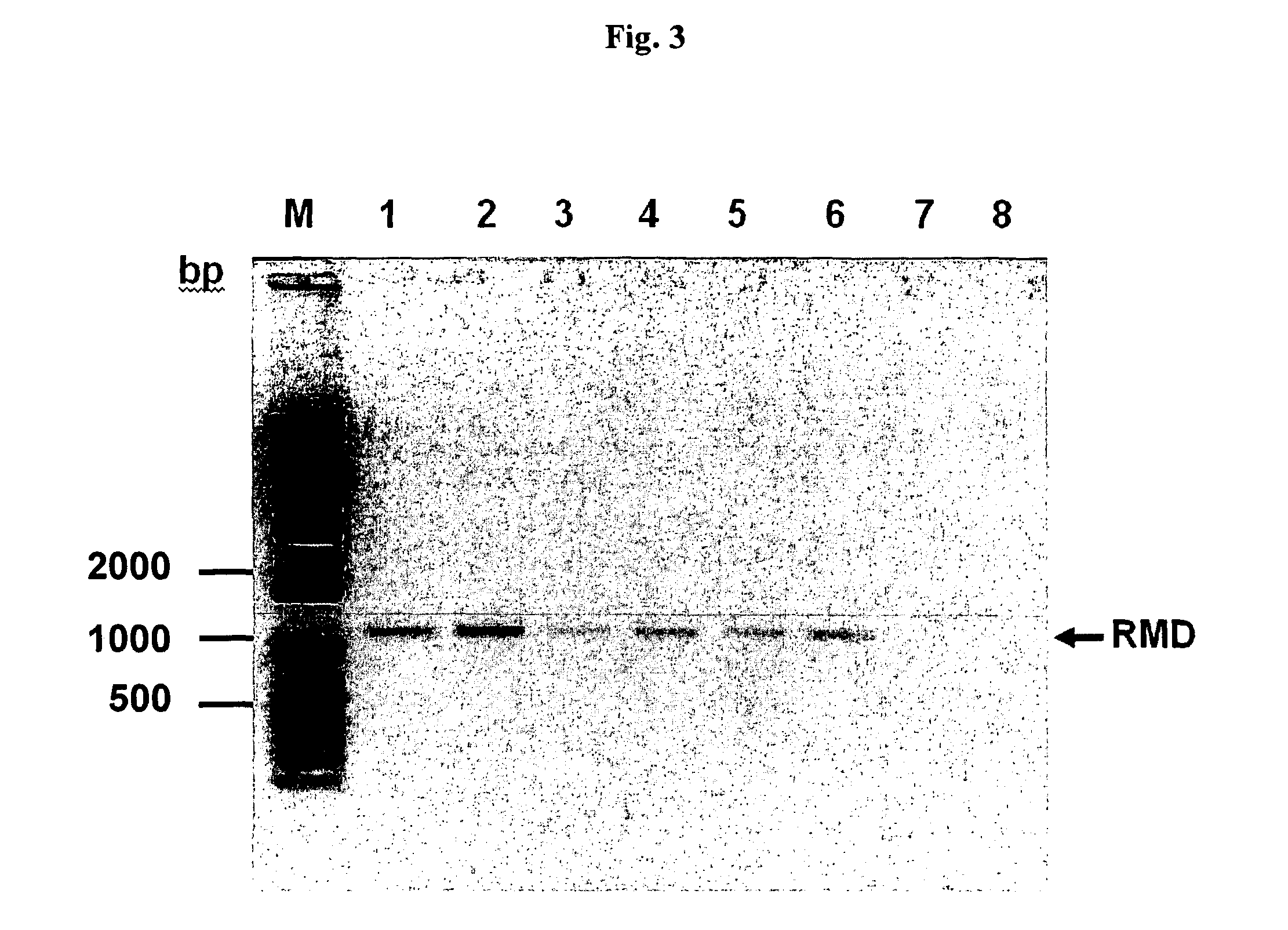 Process for producing molecules containing specialized glycan structures