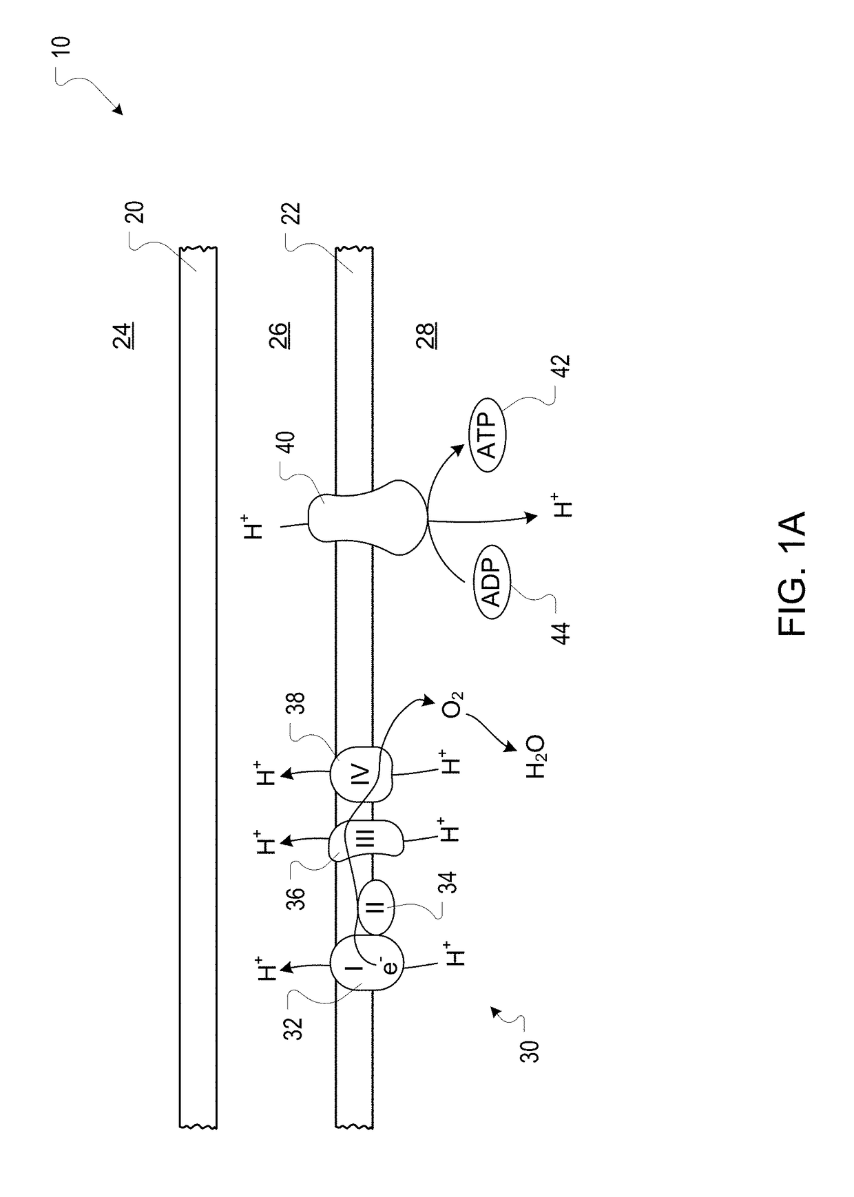 Methods and compositions for reducing damage associated with oxidative phosphorylation