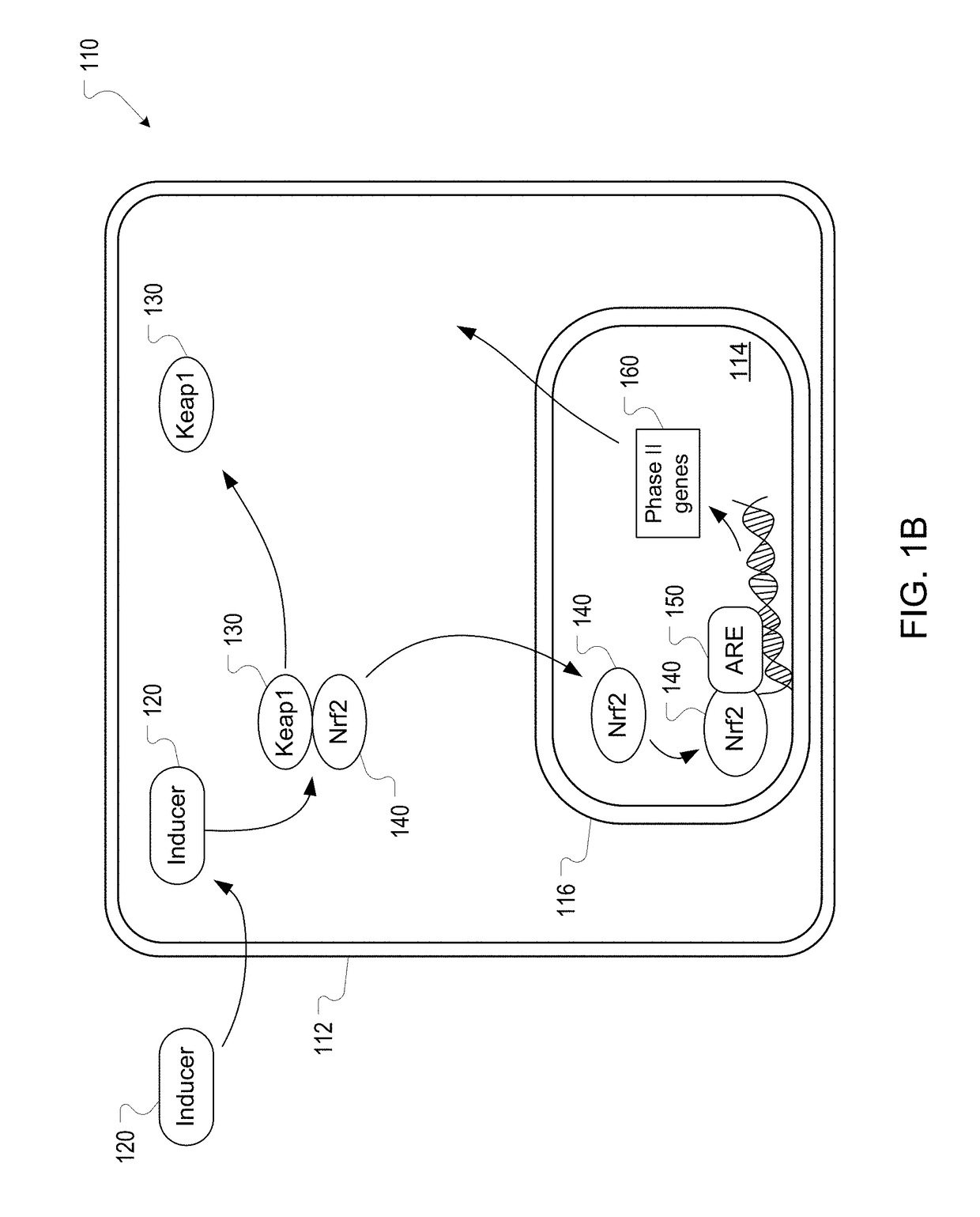 Methods and compositions for reducing damage associated with oxidative phosphorylation