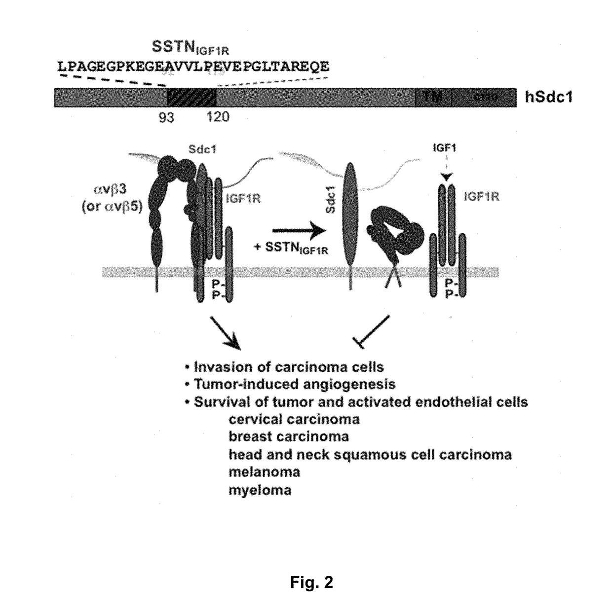 Peptides that Inhibit Syndecan-1 Activation of VLA-4 and IGF-1R