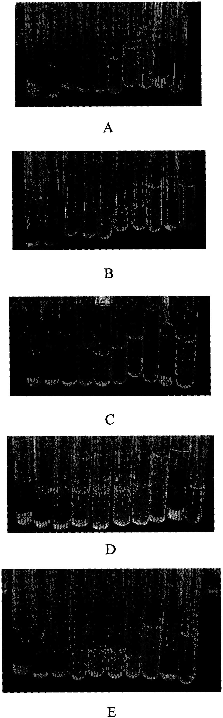 Preparation method of cellulose-based antibacterial material dialdehyde cellulose-lysine