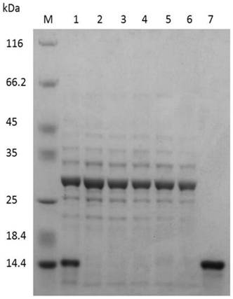 Bispecific antibody for anti-CD16 and CEA antigens