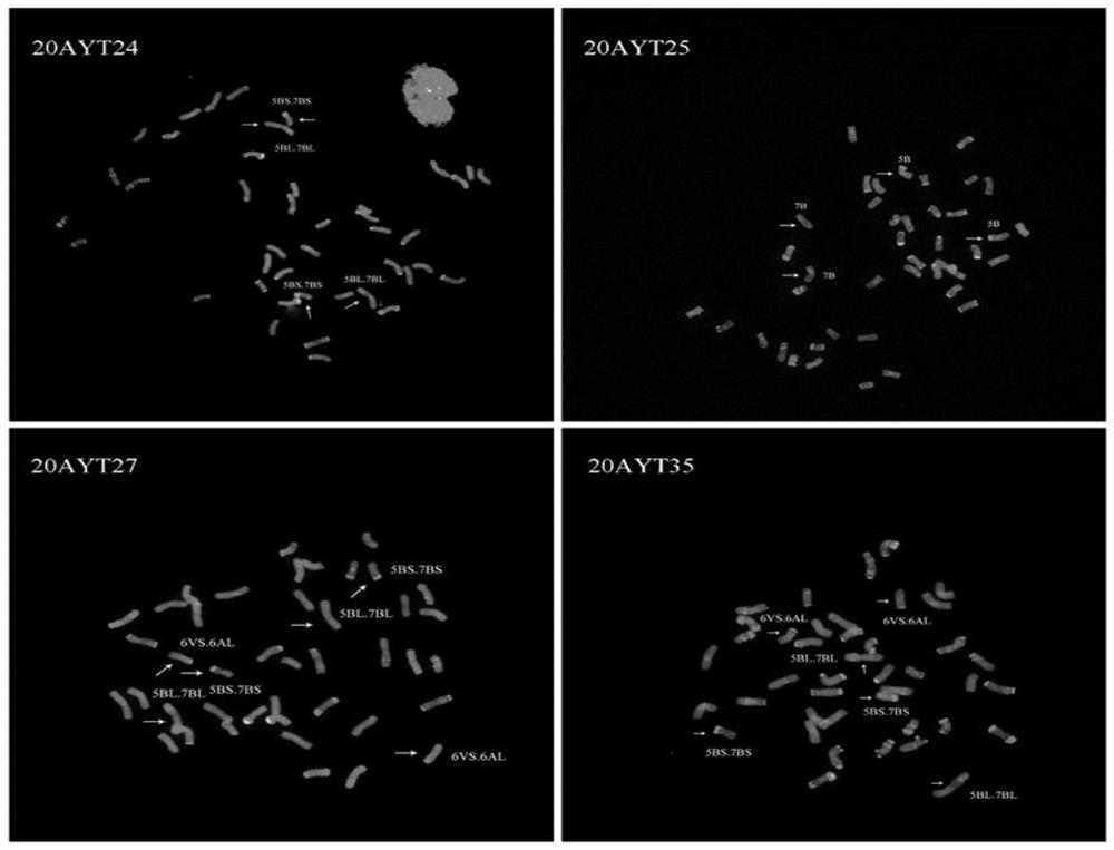 Method for breeding high-yield wheat variety (line)