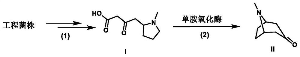 Synthesis method of tropinone