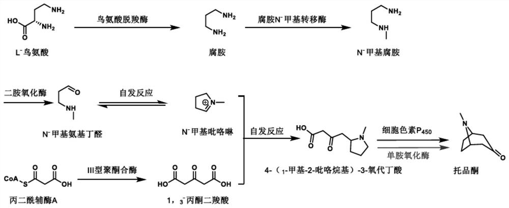 Synthesis method of tropinone
