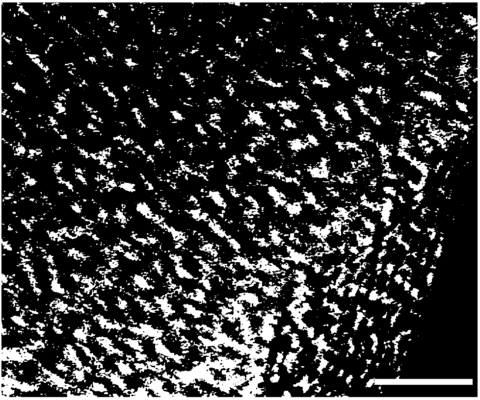 Transition metal and nitrogen-co-doped carbon composite for formaldehyde purification and preparation method of composite