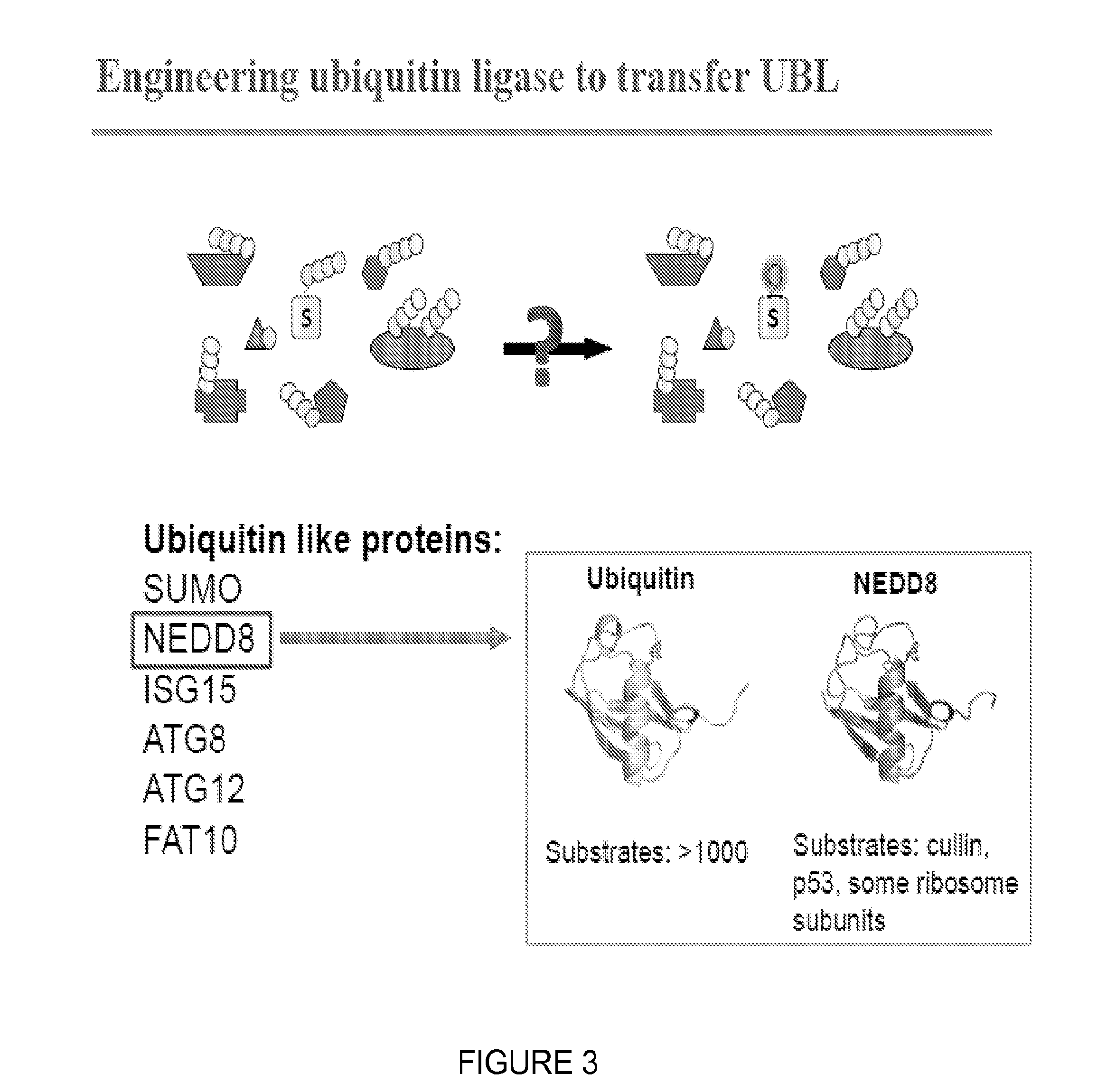 Catalytic Tagging System to Study Macro-Molecular Interactions Using Engineered Ubiquitin Ligase and Ubiquitin-Like Proteins to Facilitate Substrate Identification