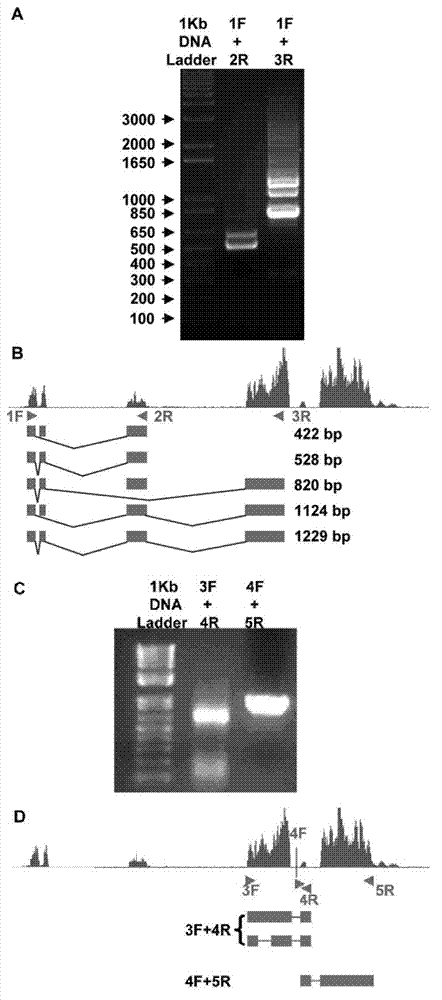 Application method of long-chain non-coding ribonucleic acid (RNA) gene in preparation of interference inhibitor