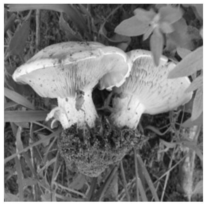 A New Strain of Tricholoma mongolica and Its Breeding Method