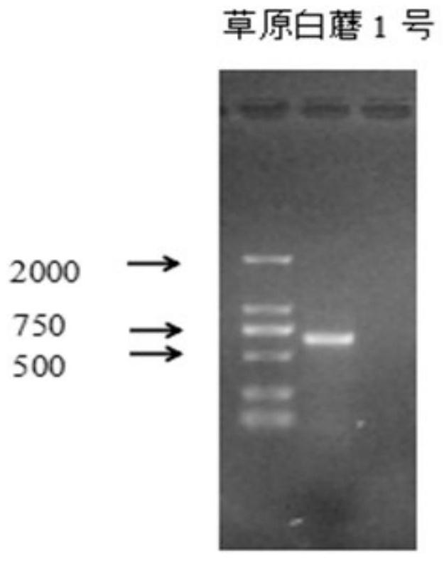 A New Strain of Tricholoma mongolica and Its Breeding Method