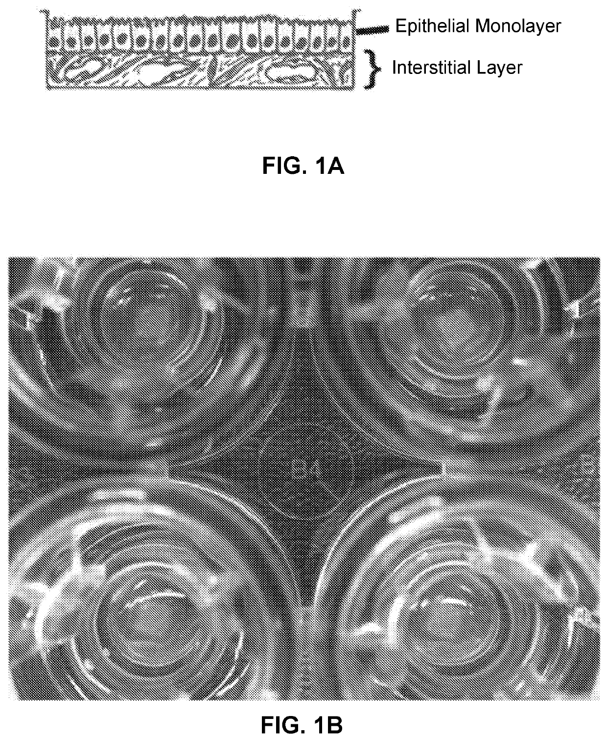 Use of Engineered Renal Tissues in Assays