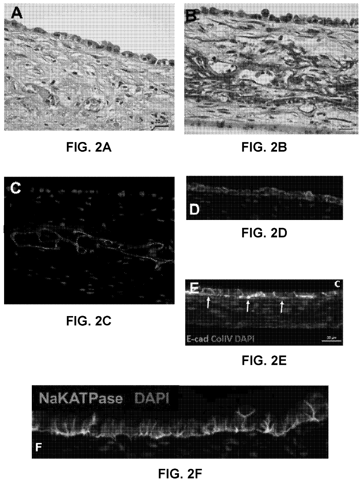 Use of Engineered Renal Tissues in Assays