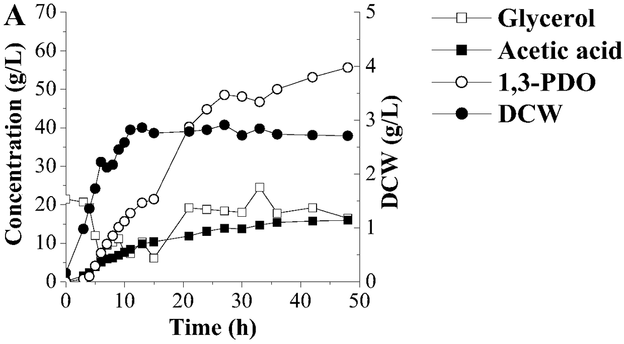 Application of recombinant klebsiella pneumoniae in producing 1,3-propylene glycol