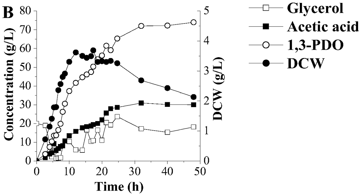 Application of recombinant klebsiella pneumoniae in producing 1,3-propylene glycol