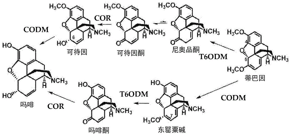 Papaver bracteatum with modified alkaloid content