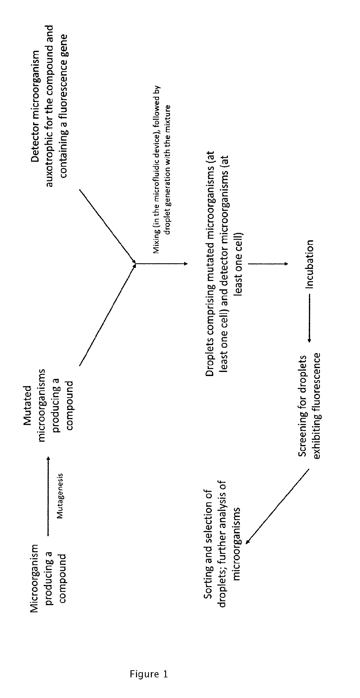 Auxotrophic selection system