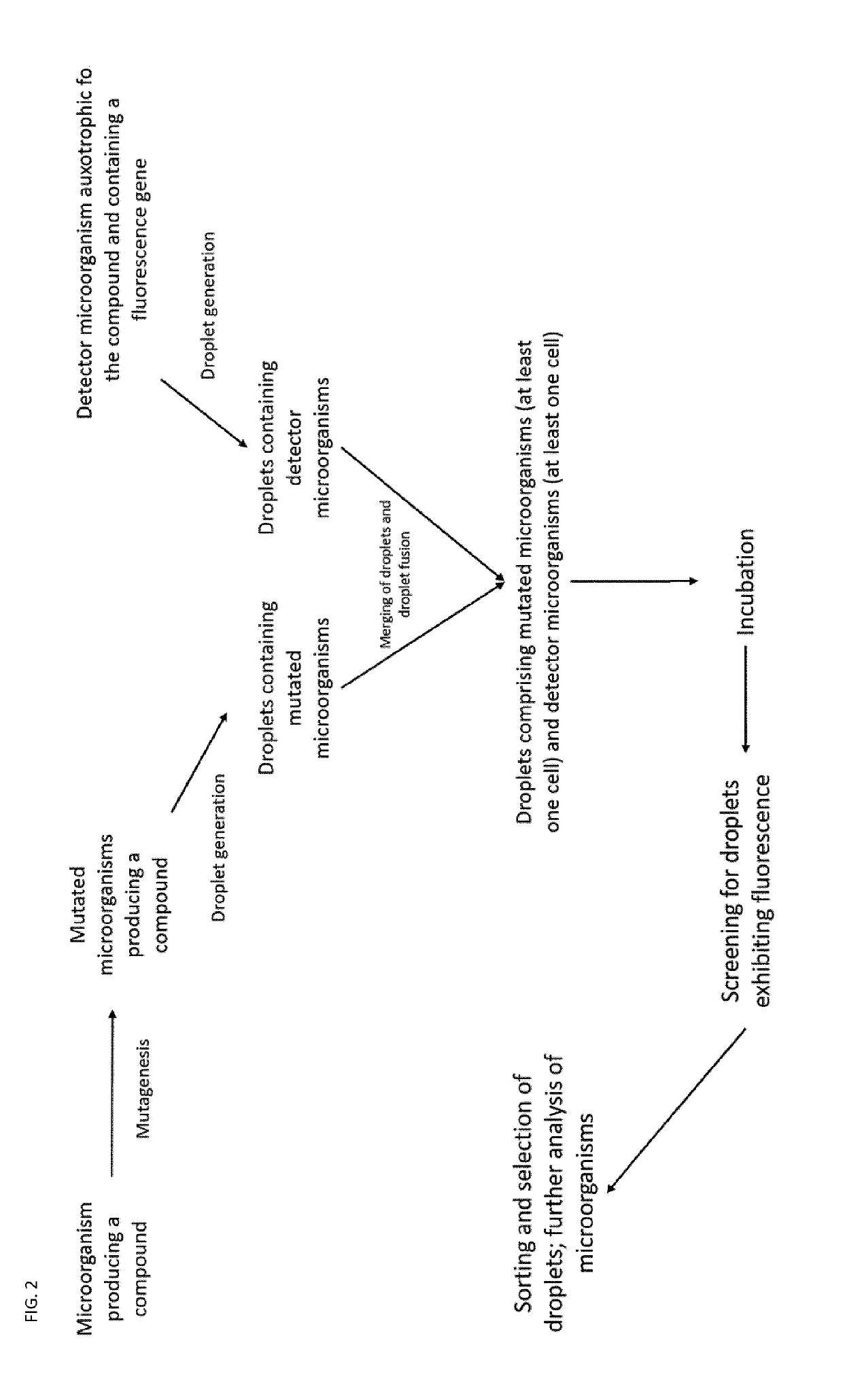 Auxotrophic selection system