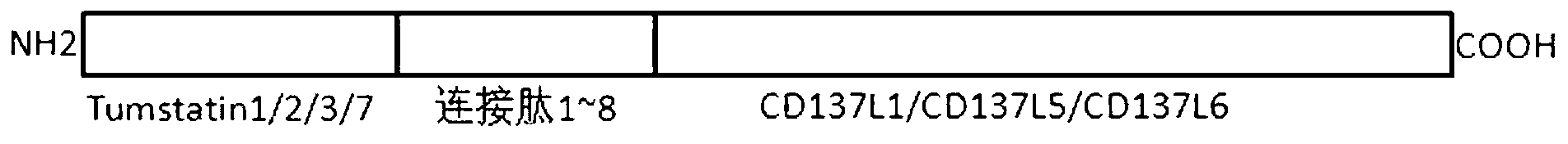 Fusion protein with double functions of inhibiting revascularization of tumor microenvironment and activating adaptive immune response, and gene and application thereof