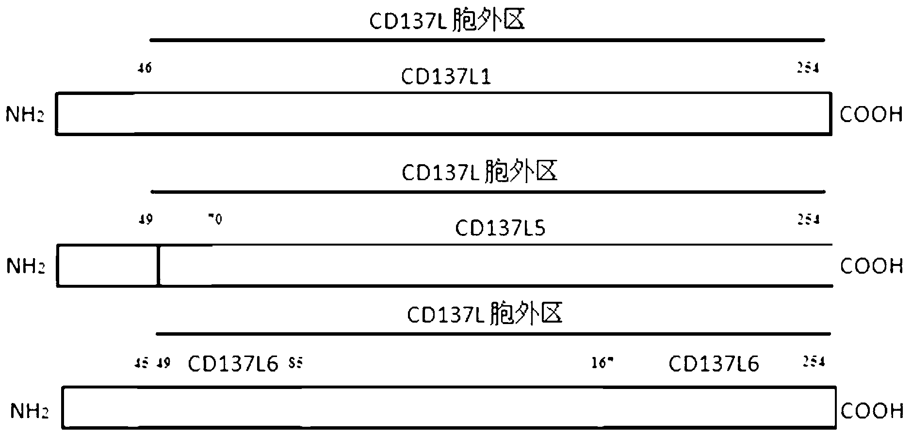 Fusion protein with double functions of inhibiting revascularization of tumor microenvironment and activating adaptive immune response, and gene and application thereof