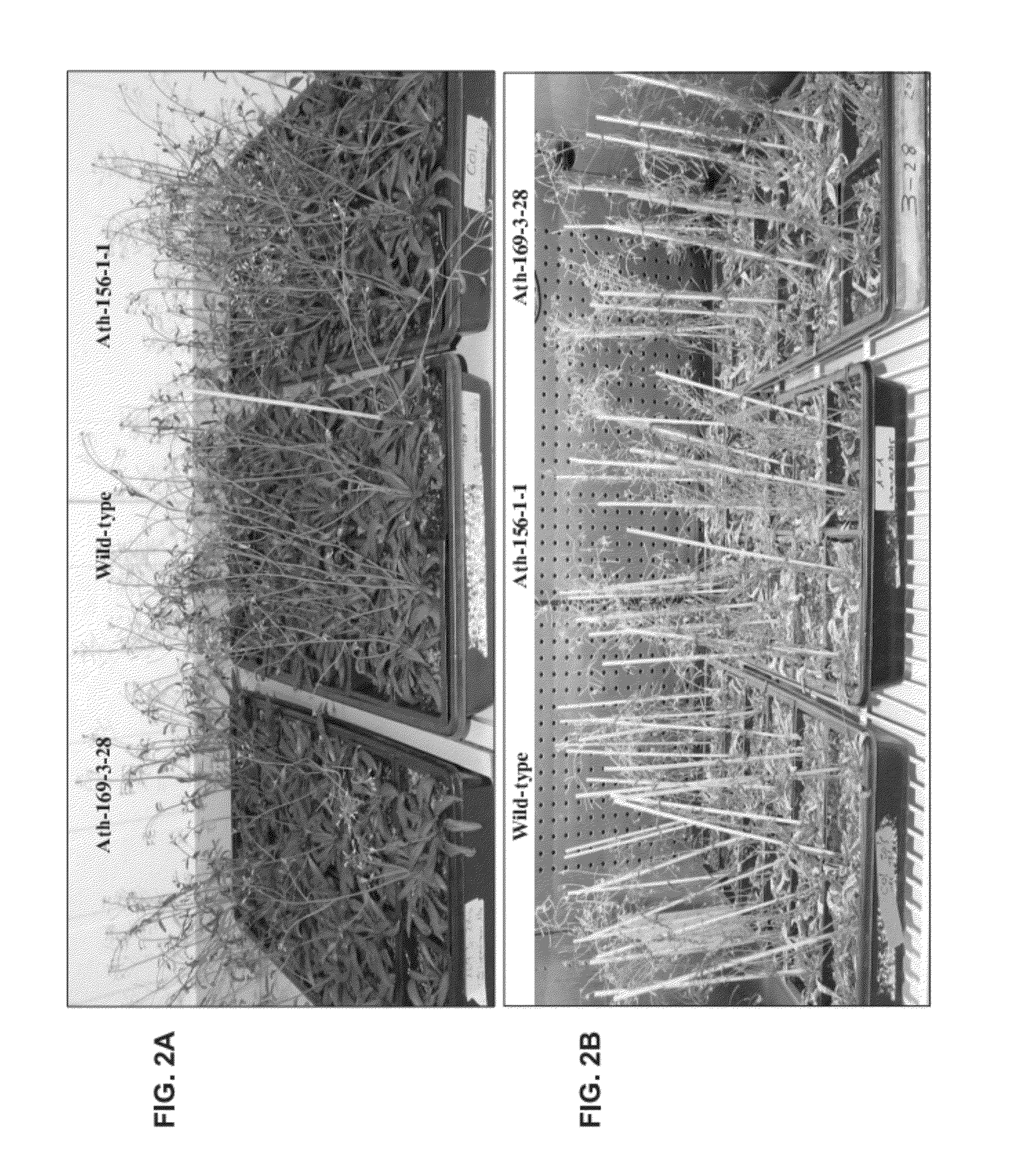 Compositions and methods for enhancing plants resistance to abiotic stress